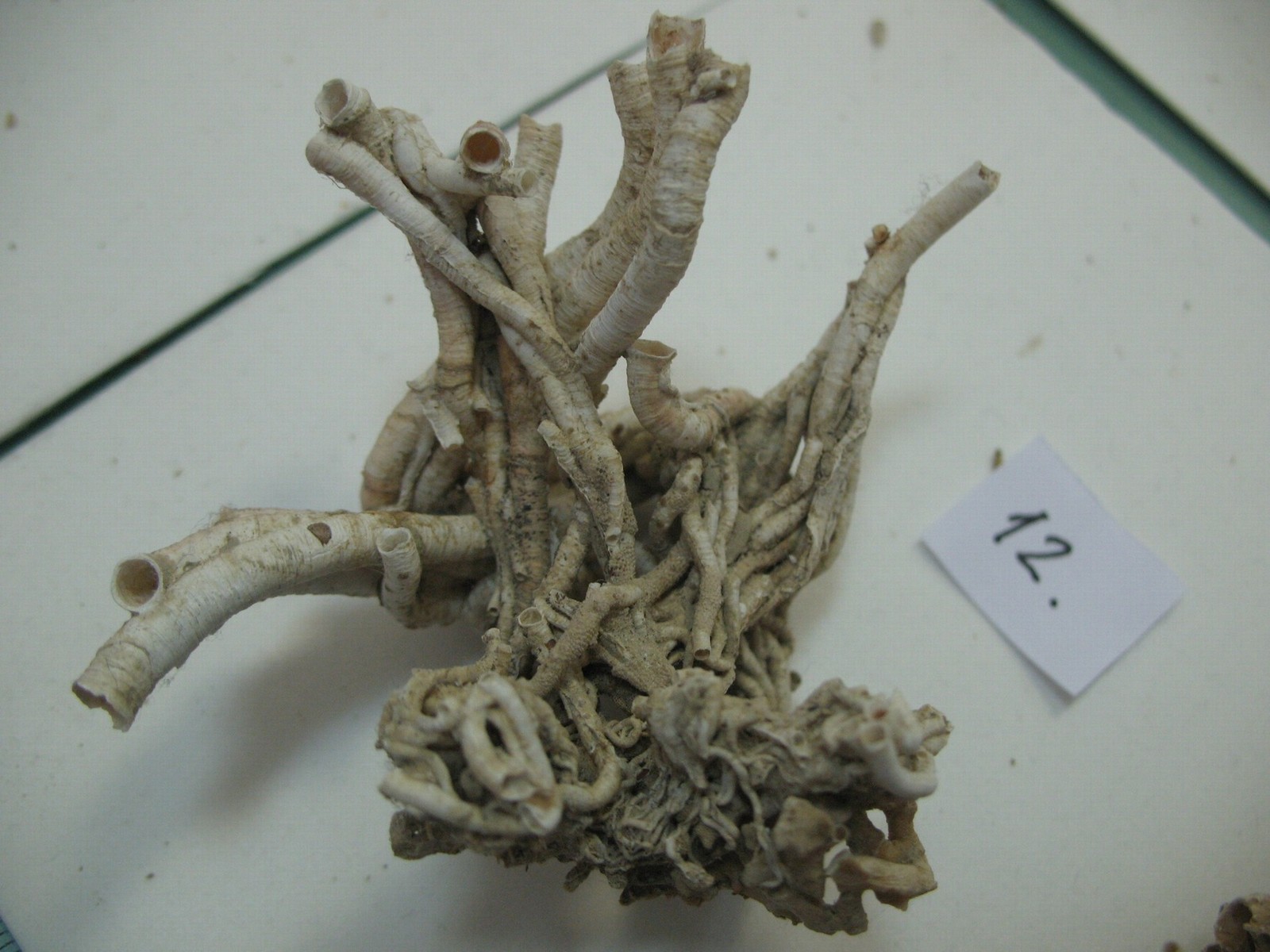 Vermes e Mollusca